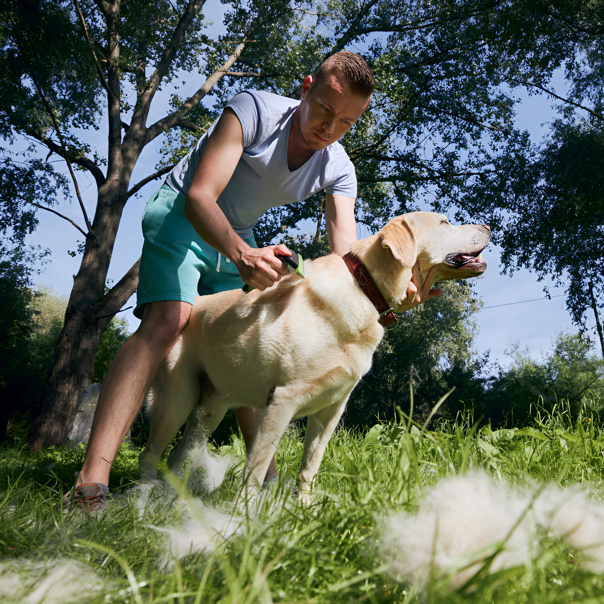 The Importance of Pet Grooming for Health and Happiness