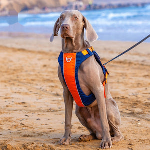 Unleash the Adventure with Our Hand Rope New Dog Chest Strap Vest!